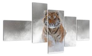 Obraz běžícího tygra (150x85cm)