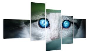 Obraz kočky, zářivé oči (150x85cm)