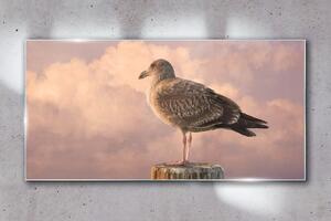 Obraz na skle Obraz na skle Zvířecí pták Seagull Sky