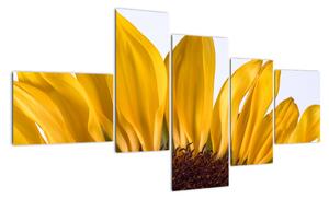 Obraz květu slunečnice (150x85cm)