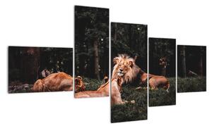 Obrazy - lvi v lese (150x85cm)