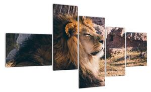 Obraz - ležící lev (150x85cm)