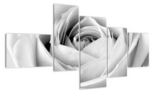 Černobílý obraz růže (150x85cm)