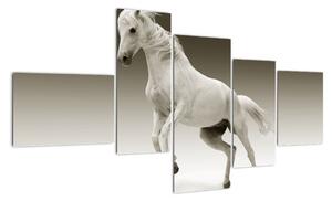 Obrazy bílého koně (150x85cm)