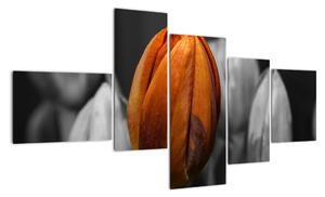 Oranžový tulipán mezi černobílými - obraz (150x85cm)