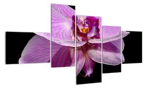 Obraz - orchidej (150x85cm)