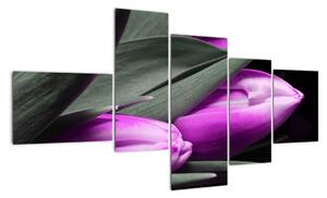 Obraz fialových tulipánů (150x85cm)