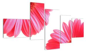 Obraz květin - astra (150x85cm)