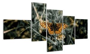 Obraz motýla (150x85cm)