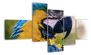 Obraz - papoušek (150x85cm)
