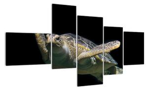 Obraz plovoucí želvy (150x85cm)