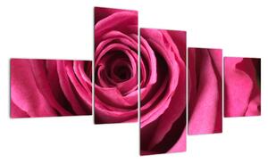 Obraz růžové růže (150x85cm)
