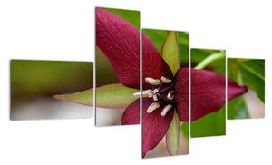 Kvetoucí rostlina - obrazy do domu (150x85cm)
