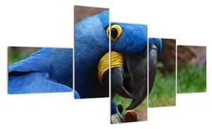 Obraz - papoušek (150x85cm)