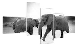 Obraz - sloni (150x85cm)