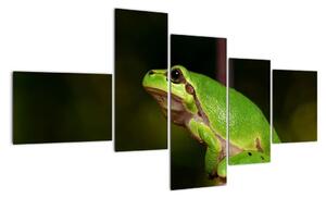 Obraz žáby (150x85cm)