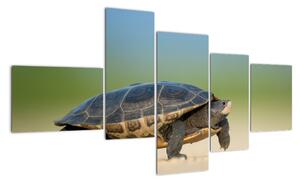 Obraz želvy - moderní obrazy (150x85cm)