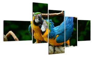 Obraz papoušků na laně (150x85cm)