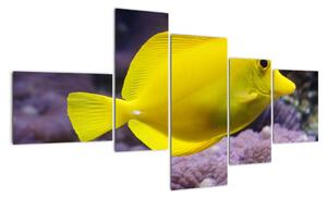 Obraz - žluté ryby (150x85cm)