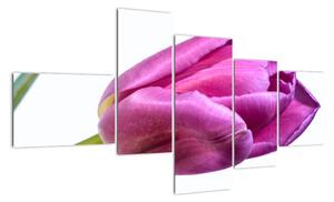 Obraz růžového tulipánu (150x85cm)