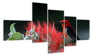 Obraz ptáků - červená (150x85cm)