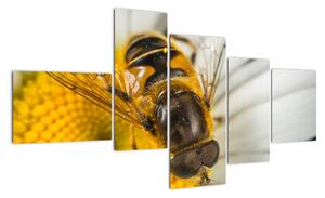Obraz - detail včely (150x85cm)