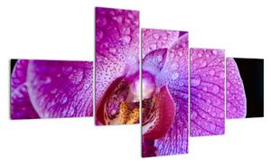 Obraz orchideje (150x85cm)