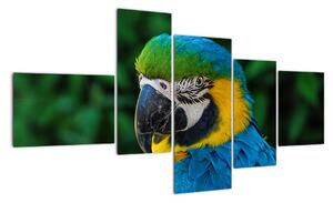 Obraz papouška (150x85cm)