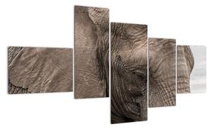 Obraz slona (150x85cm)