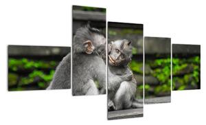 Obraz na stěnu - opice (150x85cm)