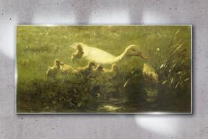 Obraz na skle Obraz na skle Zvířata kachna tráva příroda