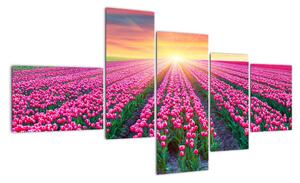 Obraz - pole květin (150x85cm)