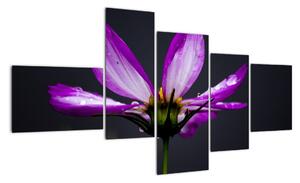 Obraz - květiny (150x85cm)