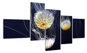 Obraz - medúzy (150x85cm)