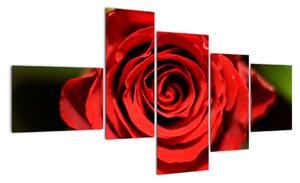 Obrázek růže (150x85cm)