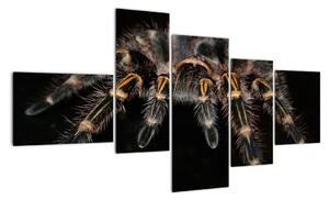 Obraz tarantule (150x85cm)