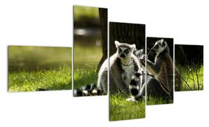 Obraz lemurů (150x85cm)