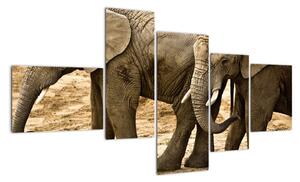 Slon, obraz (150x85cm)