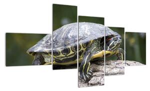 Obraz suchozemské želvy (150x85cm)