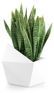 Designový geometrický obal na rostliny