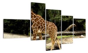Obraz žirafy (150x85cm)