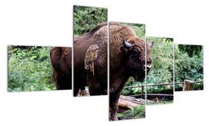 Obraz s americkým bizonem (150x85cm)
