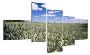 Pole pšenice - obraz (150x85cm)