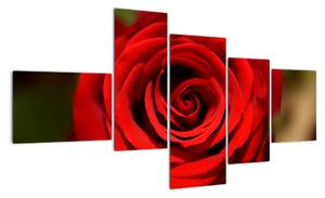 Detail růže - obraz (150x85cm)