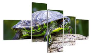 Suchozemská želva - obraz (150x85cm)