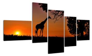 Obraz žirafy v přírodě (150x85cm)