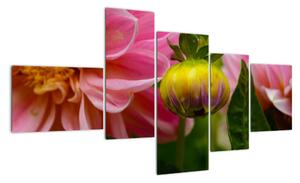 Obraz květu rostliny (150x85cm)