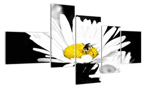 Včela na sedmikrásce - obraz (150x85cm)