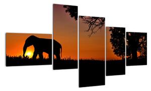 Obraz slona v přírodě (150x85cm)