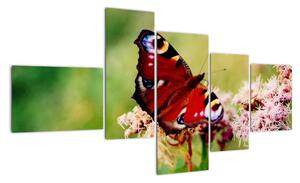 Motýl - obraz (150x85cm)